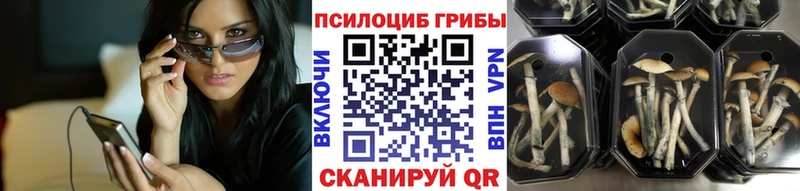 блэк спрут онион  Грозный  Псилоцибиновые грибы прущие грибы 